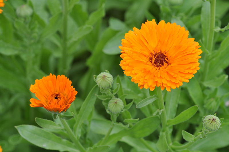 Virtudes curativas de la Caléndula, la planta de flores anaranjadas -  